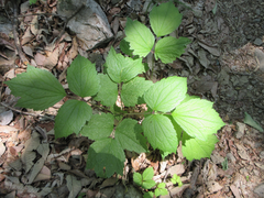 Clematis heracleifolia