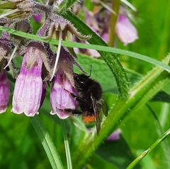 Bombus wurflenii