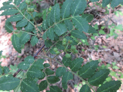 Zanthoxylum piperitum