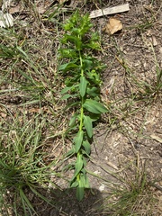 Euphorbia platyphyllos