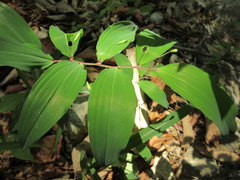 Polygonatum lasianthum