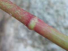 Polygonatum lasianthum
