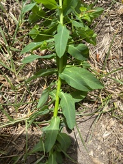 Euphorbia platyphyllos