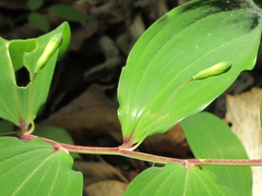 Polygonatum lasianthum