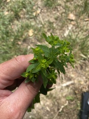 Euphorbia platyphyllos