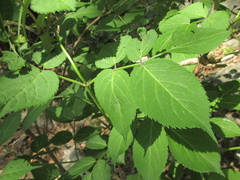 Sambucus williamsii