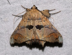 Semiothisops macariata