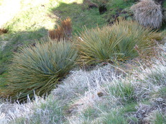 Aciphylla colensoi
