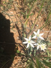 Ornithogalum oligophyllum