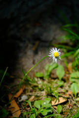 Bellis perennis