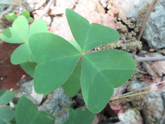 Oxalis obtriangulata