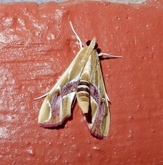 Agathodes ostentalis