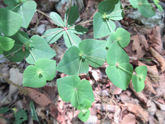 Euphorbia sieboldiana