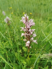 Orchis militaris