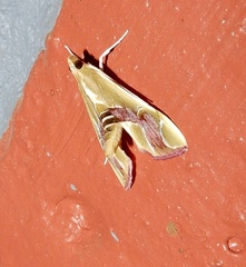 Agathodes ostentalis