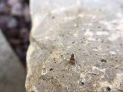 Cochlostoma septemspirale