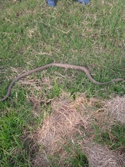 Philodryas patagoniensis