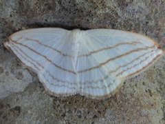 Ditrigona conflexaria