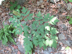 Actaea asiatica