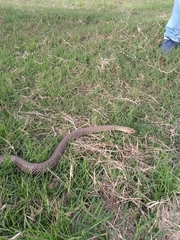 Philodryas patagoniensis