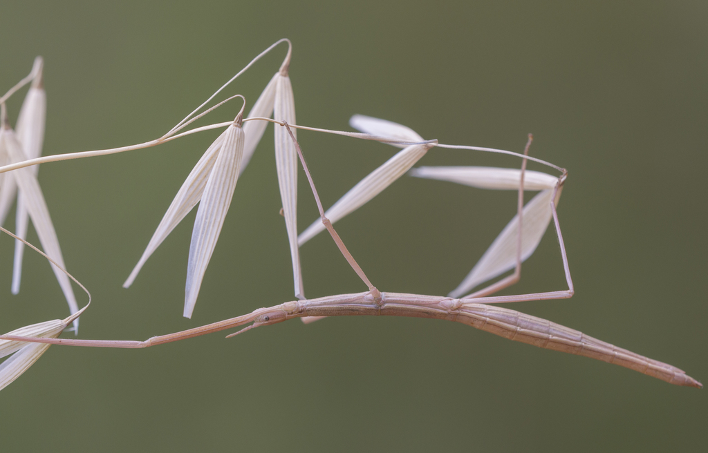 French Stick Insect