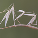 French Stick Insect - Photo (c) Ramón Portellano, some rights reserved (CC BY)