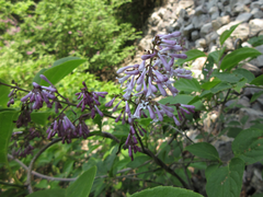 Syringa wolfii