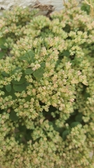 Polycarpon tetraphyllum