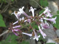 Syringa wolfii