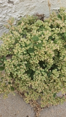 Polycarpon tetraphyllum