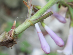 Syringa wolfii