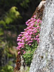 Penstemon rupicola