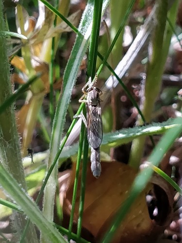 Slender Striped Robberfly, 3292 Strijensas, Nederland, photo 5 of 10