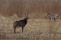 Hippotragus niger kirkii