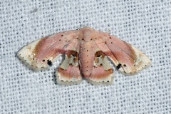 Holocryptis erubescens