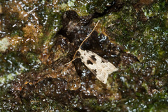 Athymoris subtrigona