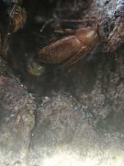 Cryptophagus lycoperdi