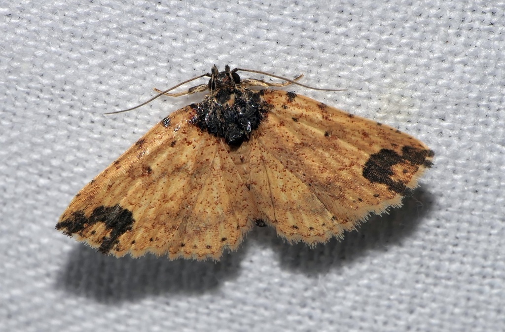 Acygnatha
