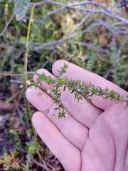 Bauera microphylla