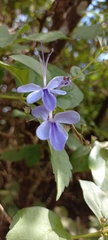 Rotheca