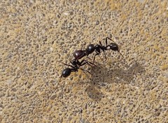 Messor barbarus