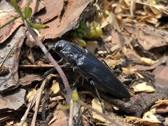Chalcophora detrita