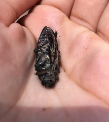 Chalcophora detrita