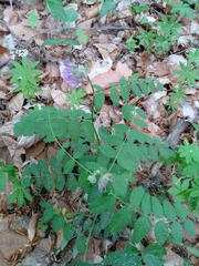 Vicia cassubica