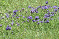 Prunella grandiflora