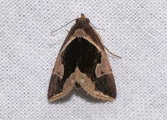 Fodina