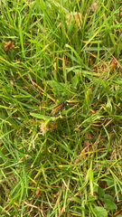 Cantharis fusca
