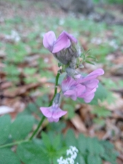 Vicia cassubica