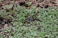 Lupinus breweri