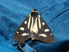 Macrobrochis notabilis